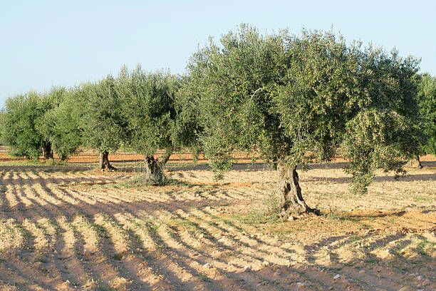 Olive tree plantation in Tunisia